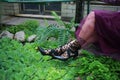 Black shoes and female legs on a green background