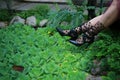 Black shoes and female legs on a green background