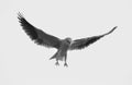 Black sholdered kite in fly Royalty Free Stock Photo