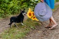 Black short-haired dog mongrel stands in full growth on anatural background