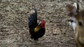 Black short legged bantam Rooster chicken Rooster walking at the mud ground at the farm Royalty Free Stock Photo