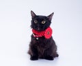 Black short legged Munchkin cat in a red collar with a flower looks at the camera on a white background Royalty Free Stock Photo