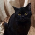 Black shorthair british cat