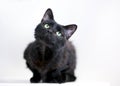 A black shorthair cat sitting in a crouched position