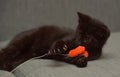 Black  playful kitten on the couch Royalty Free Stock Photo