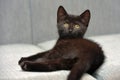 Black  playful kitten on the couch Royalty Free Stock Photo