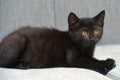 Black  playful kitten on the couch Royalty Free Stock Photo