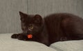 Black  playful kitten on the couch Royalty Free Stock Photo