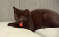 Black  playful kitten on the couch Royalty Free Stock Photo