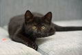 Black  playful kitten on the couch Royalty Free Stock Photo