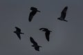 Black shoulder kite flying in the blue sky