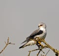 Black-shouldered Kite Royalty Free Stock Photo