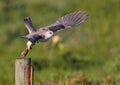 Black Shouldered Kite