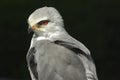 Black-shouldered kite Royalty Free Stock Photo