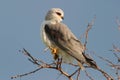 Black-shouldered kite Royalty Free Stock Photo