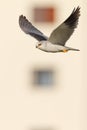 Black Shouldered Kite