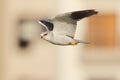 Black Shouldered Kite