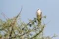 Black Shouldered Kite