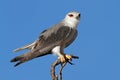 Black-shouldered kite