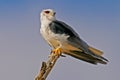 Black-shouldered kite Royalty Free Stock Photo