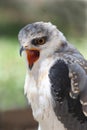 Black-shouldered Kite Bird Royalty Free Stock Photo