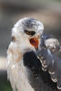 Black-shouldered Kite Bird