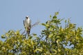 Black Shouldered Kite Bird Royalty Free Stock Photo