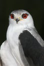 Black-Shouldered Kite Bird Royalty Free Stock Photo