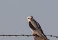 Black Shouldered Kite bird perching on wire Royalty Free Stock Photo