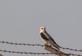 Black Shouldered Kite bird perching on wire Royalty Free Stock Photo