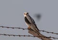 Black Shouldered Kite bird perching on wire Royalty Free Stock Photo