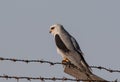 Black Shouldered Kite bird perching on wire Royalty Free Stock Photo