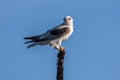 Black-shouldered Kite