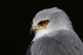 Black shouldered kite Elanus axillaris bird of prey Royalty Free Stock Photo