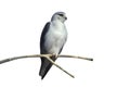 Black-shouldered kite, Elanus axillaris Royalty Free Stock Photo