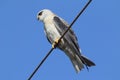 The black-shouldered kite Elanus axillaris