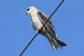 black-shouldered kite (Elanus axillaris)