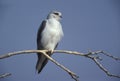 Black-shouldered kite, Elanus axillaris Royalty Free Stock Photo