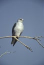 Black-shouldered kite, Elanus axillaris Royalty Free Stock Photo