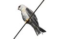 The black-shouldered kite Elanus axillaris Royalty Free Stock Photo