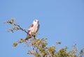 Black-shouldered Kite (Elanus caeruleus) Royalty Free Stock Photo