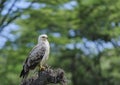 Black-shouldered kite, Elanus caeruleus, Royalty Free Stock Photo