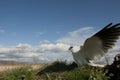 Black-shouldered kite Elanus caeruleus, wings and landscape Royalty Free Stock Photo