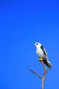 Black-shouldered kite Elanus caeruleus perched at the end of b Royalty Free Stock Photo