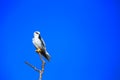 Black-shouldered kite Elanus caeruleus perched at the end of b Royalty Free Stock Photo