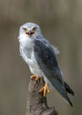 Black-shouldered Kite Elanus caeruleus sitting on a branch. Royalty Free Stock Photo