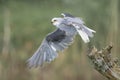 Black-shouldered Kite Elanus caeruleus tarting from a trunk. Writing space. Royalty Free Stock Photo