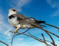 A black-shouldered kite photographed in South Africa. Royalty Free Stock Photo