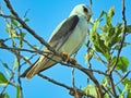 Black shouldered kite recorded in Malaysiain Malaysia