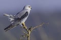 Black-shouldered Kite with tail cocked